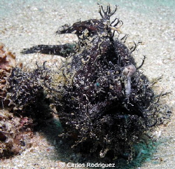 Dark Striated Frogfish, depth 27 feet. by Carlos Rodriguez 